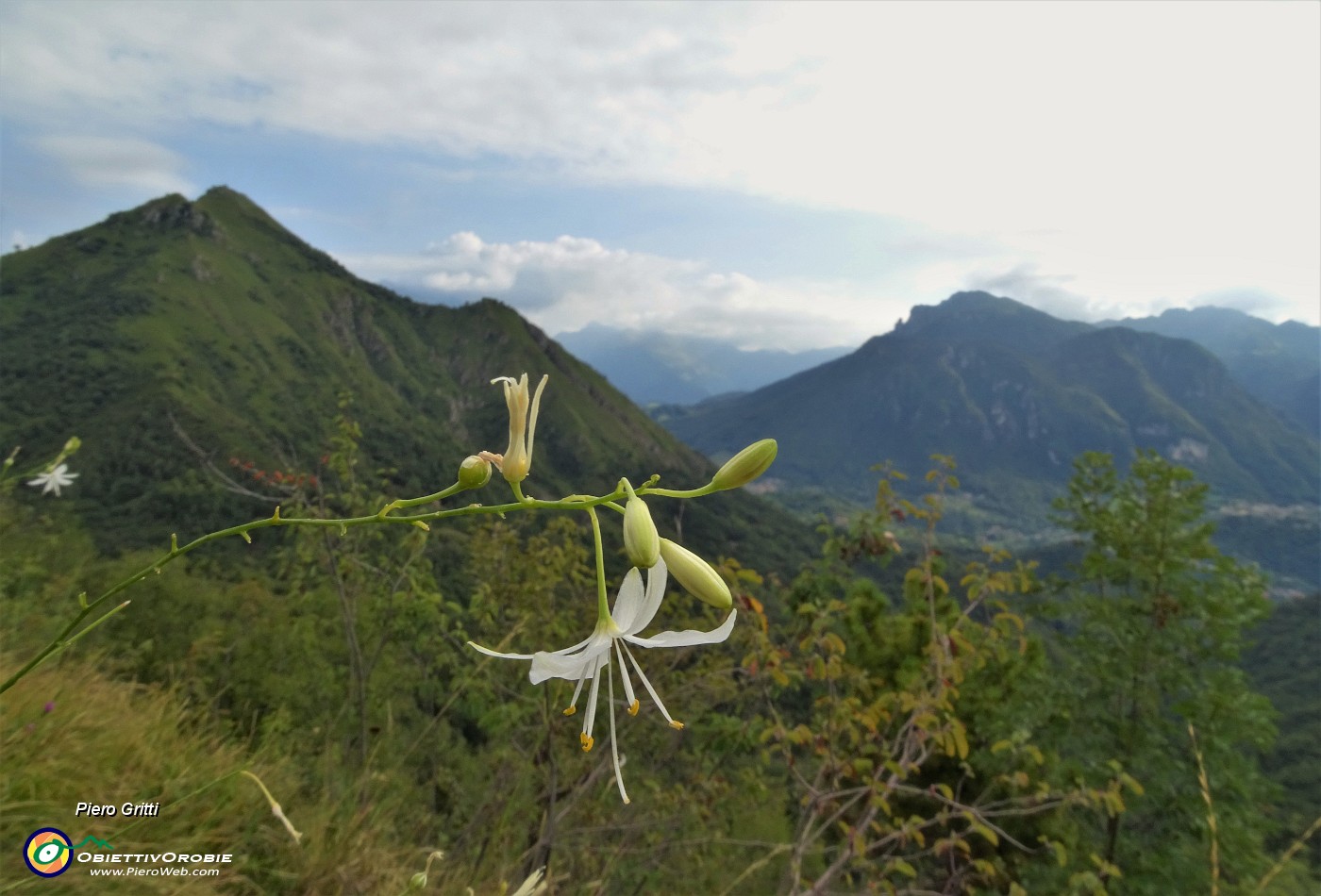 26 Bei fiori bianchi di Lilioasfodelo minore ( Anthericum ramosum) sul sentiero con vista verso il Monte Gioco a sx e Alben a dx.JPG -                                